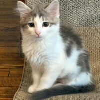 Daisy Mae