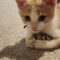 Crouton
