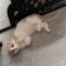 Crouton