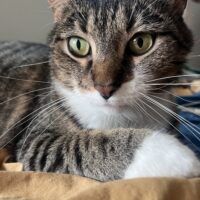 midas toggles Arthur