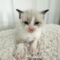 Grumpy
