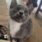 Purrsephone