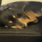 Radley
