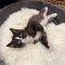 Sylvester