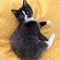 Sylvester