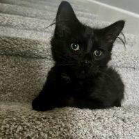 Duke